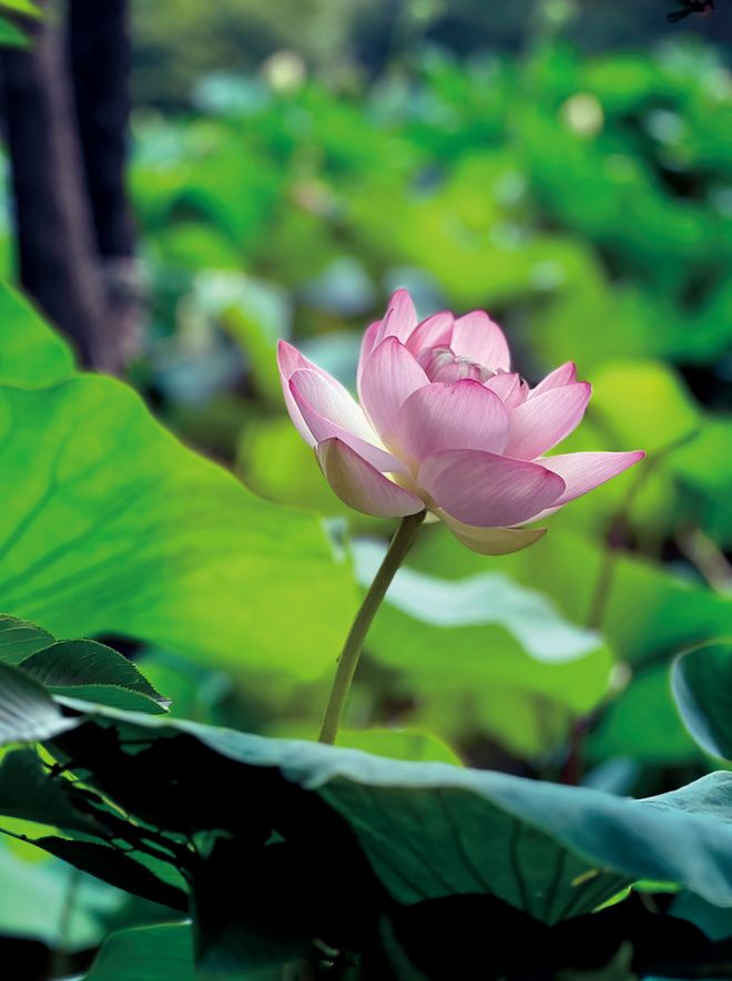 荷颜悦色如诗如画——走进中国院子品味隐士音响的极乐人生